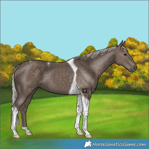 Horse Color:Silver Black Tobiano