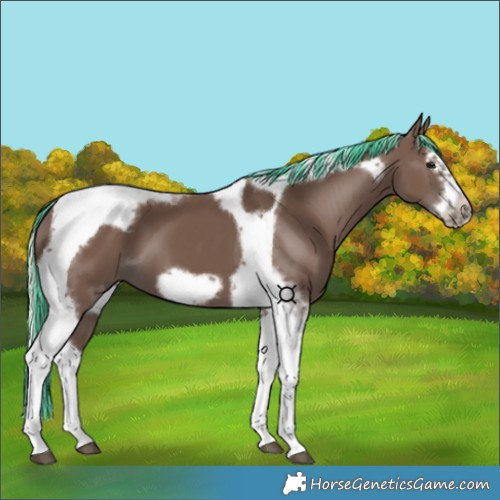 Horse Color:Painted Silver Black Splash Tobiano Frame 