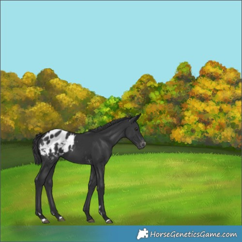 Horse Color:Black Blanket 