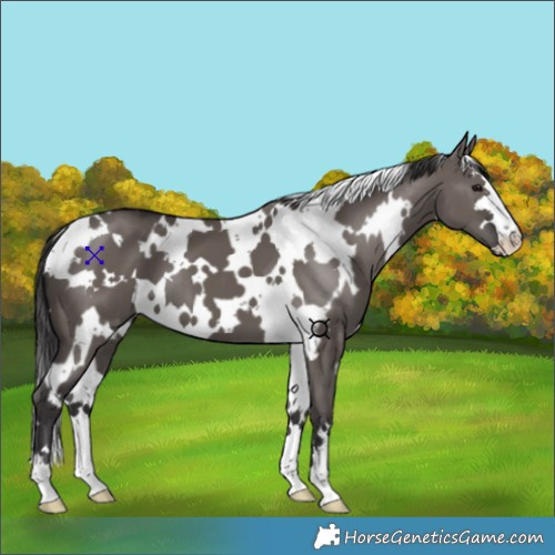 Horse Color:White Spotted Smoky Grullo 