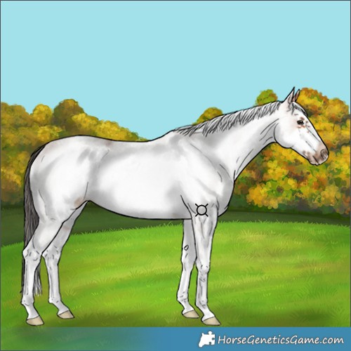 Horse Color:White Spotted Bay Frame