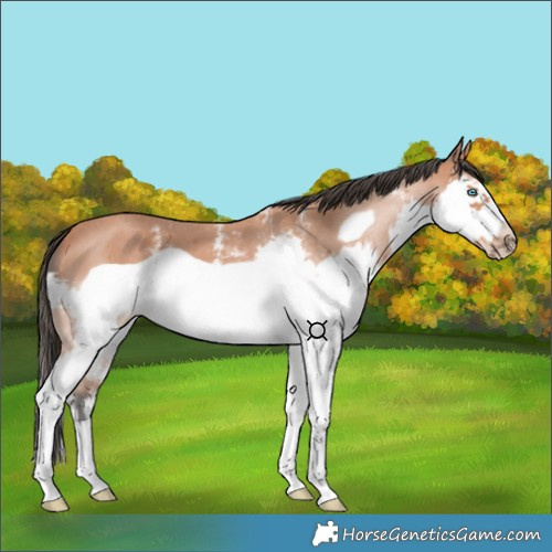 Horse Color:Bay Sabino Splash Frame 