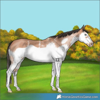 Horse Color:Bay Sabino Splash Frame