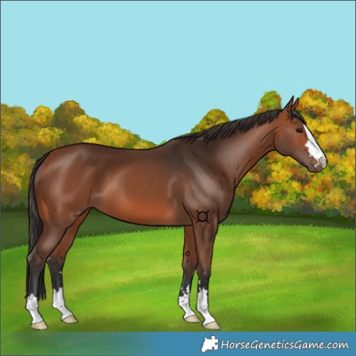 Horse Color:Bay 