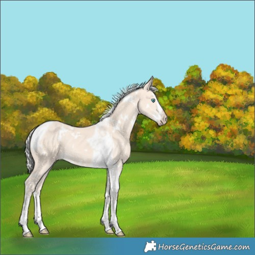Horse Color:White Spotted Silver Perlino Splash Tobiano 