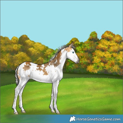 Horse Color:Gray White Spotted Silver Buckskin Splash 