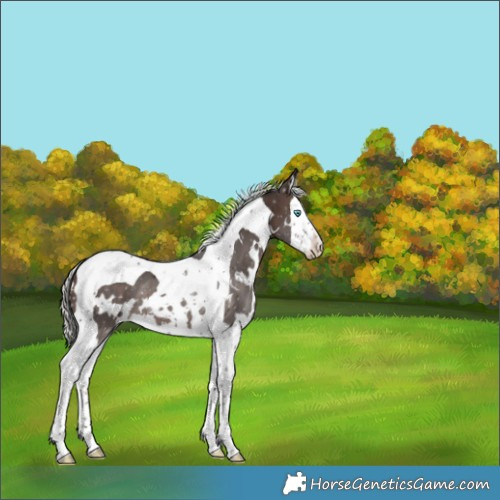 Horse Color:White Spotted Silver Brown Splash Tobiano 