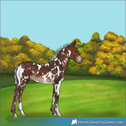 Horse Color:White Spotted Silver Brown 