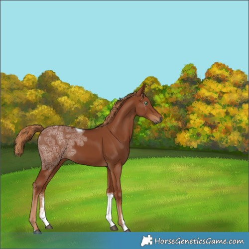 Horse Color:Gray Chestnut Ice Sabino Tobiano 