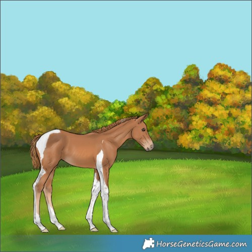 Horse Color:Chestnut Tobiano
