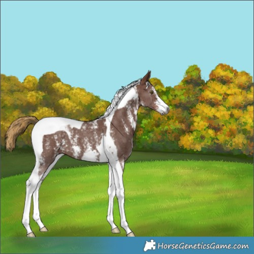 Horse Color:Gray Chestnut Sabino Tobiano