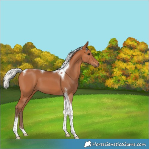 Horse Color:Silver Bay Tobiano 
