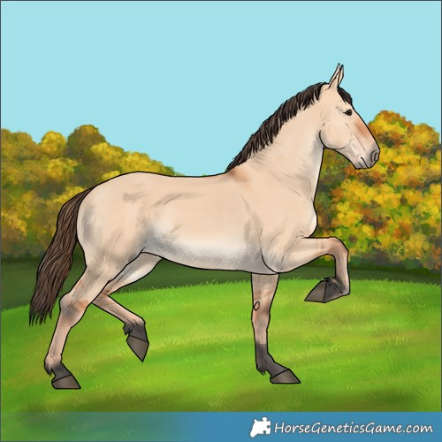 Horse Color:Bay Dun 