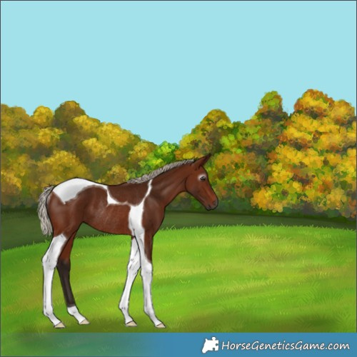 Horse Color:Gray Silver Bay Tobiano Rabicano 