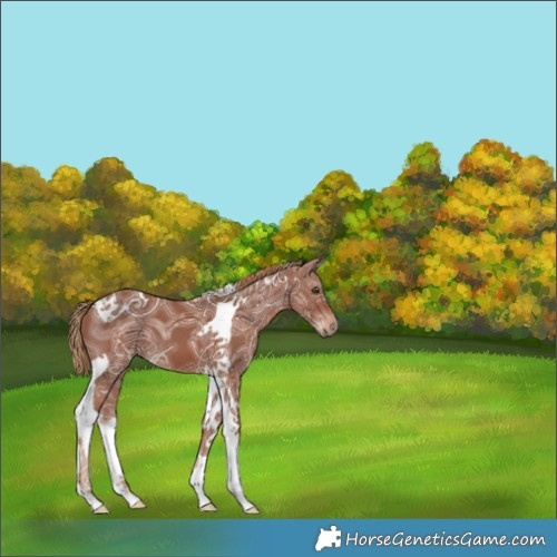 Horse Color:Chestnut Ice Tobiano 