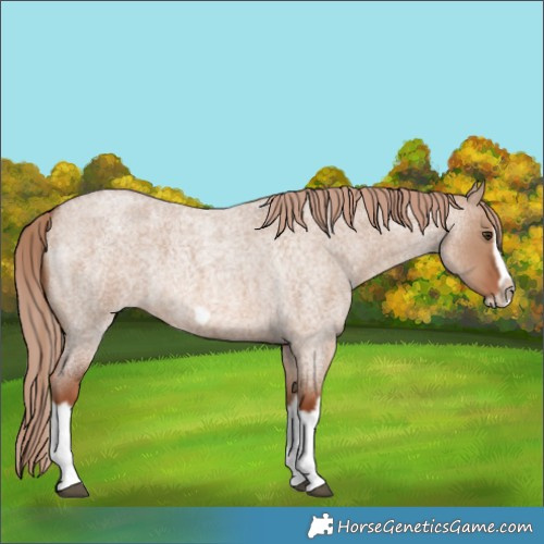 Horse Color:Red Dun Roan Splash Frame Rabicano 