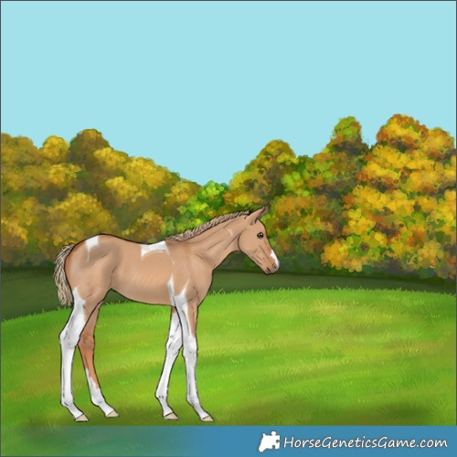 Horse Color:Red Dun Tobiano