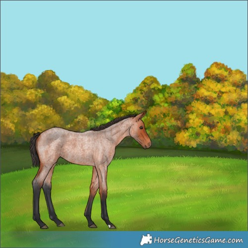 Horse Color:Bay Roan 