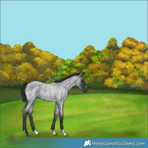 Horse Color:Blue Roan 