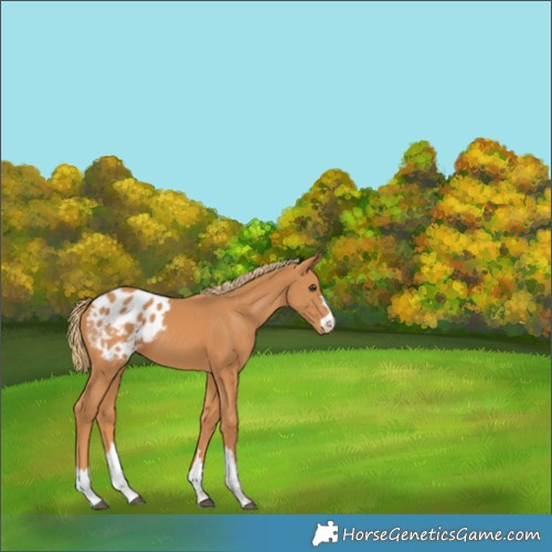 Horse Color:Chestnut Appaloosa