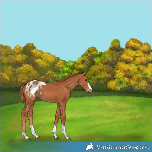 Horse Color:Chestnut Blanket 