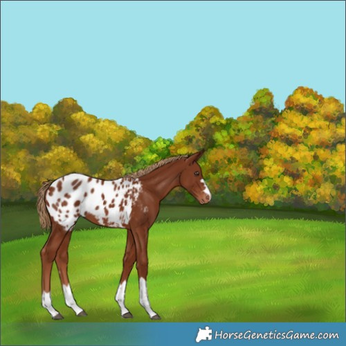 Horse Color:Chestnut Appaloosa