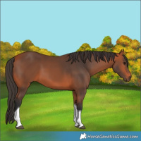 Horse Color:Bay Tobiano Rabicano 