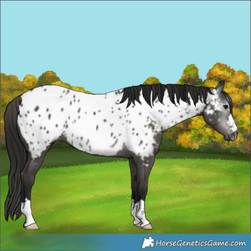Horse Color:Gray Black Appaloosa Rabicano 