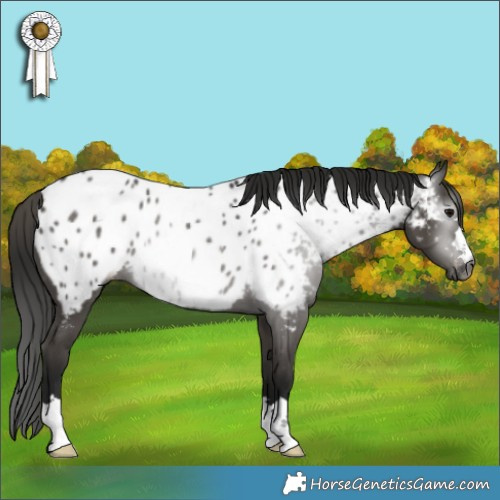 Horse Color:Gray Black Appaloosa Rabicano