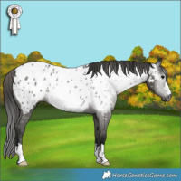 Horse Color:Gray Black Appaloosa Rabicano