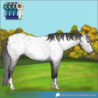 Horse Color:Gray Black Near Leopard Rabicano 