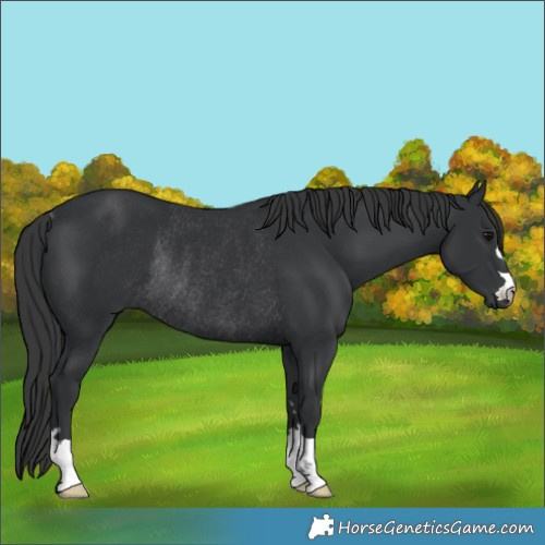 Horse Color:Black Rabicano