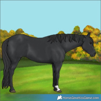 Horse Color:Black 