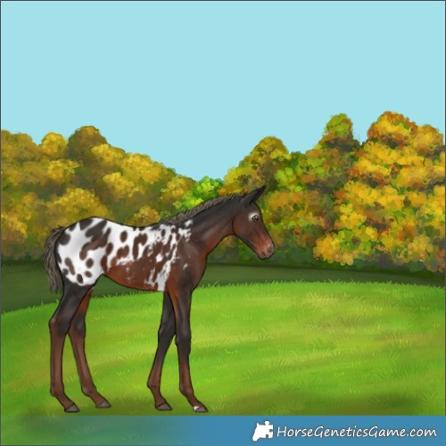 Horse Color:Gray Liver Chestnut Mushroom Near Leopard 