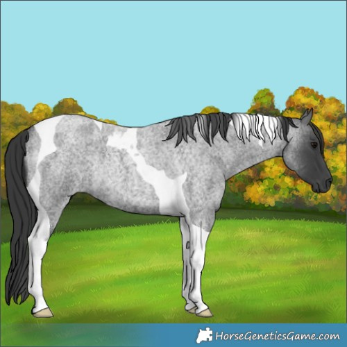 Horse Color:Blue Roan Tobiano Rabicano 
