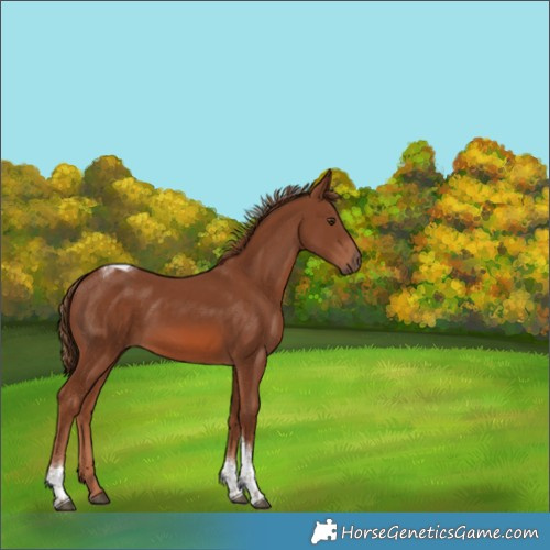 Horse Color:Chestnut Tobiano