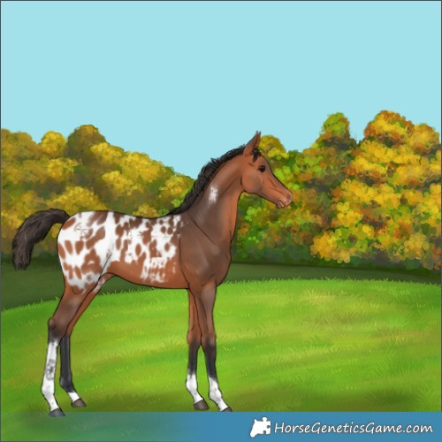 Horse Color:Bay Tobiano Appaloosa 