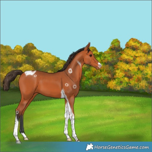 Horse Color:Bay Tobiano Varnish 