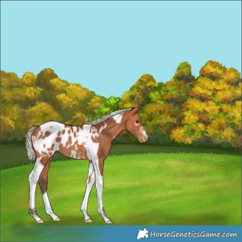 Horse Color:Silver Bay Tobiano Blanket 