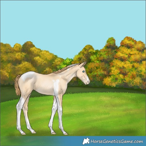 Horse Color:Buckskin Pearl Tobiano 