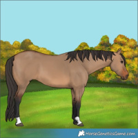 Horse Color:Bay Dun
