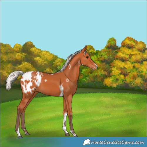 Horse Color:Silver Bay Tobiano Appaloosa 