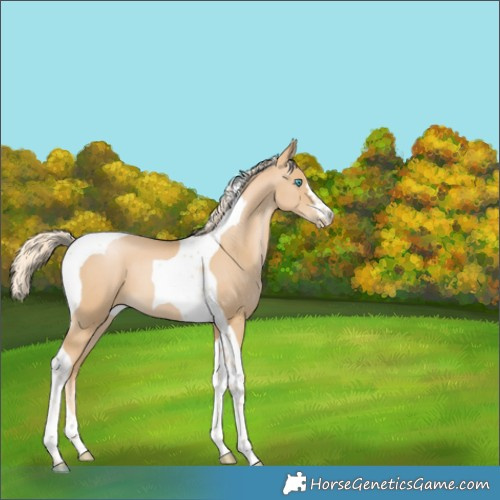 Horse Color:Palomino Pearl Tobiano