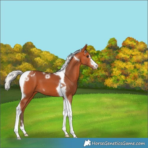 Horse Color:Silver Bay Tobiano Appaloosa