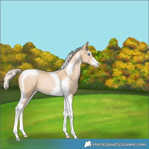 Horse Color:Palomino Pearl Tobiano