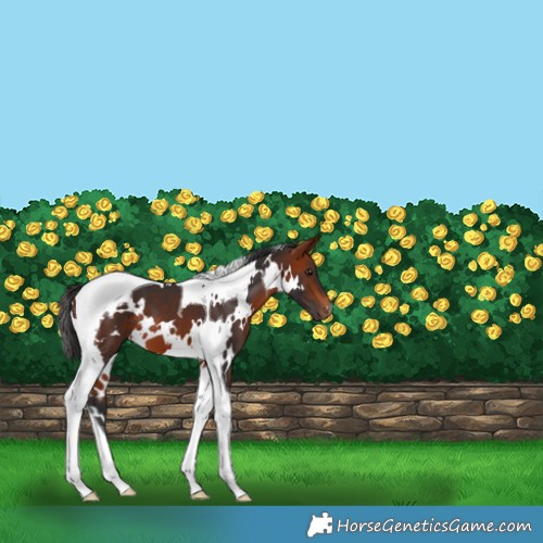 Horse Color:White Spotted Brown Tobiano 