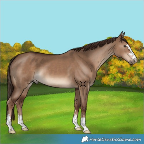 Horse Color:Liver Red Dun 