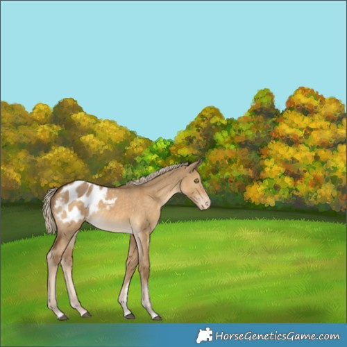 Horse Color:Chocolate Palomino Dun Appaloosa 