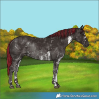 Horse Color:Painted White Spotted Liver Chestnut Rabicano