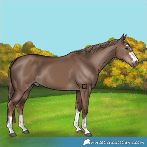 Horse Color:Liver Red Dun 